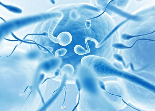 male infertility|Poor Embryo Development