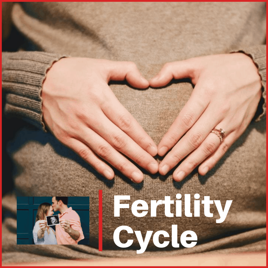 fertility cycle